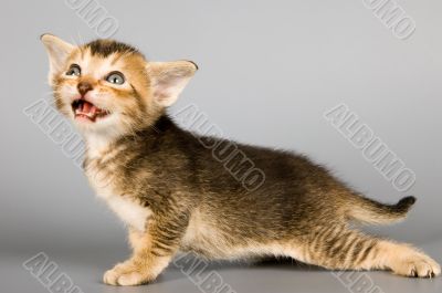 Kitten of Abyssinian breed