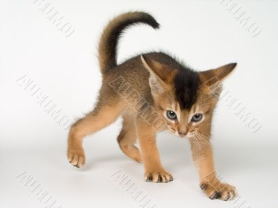 Kitten of Abyssinian breed