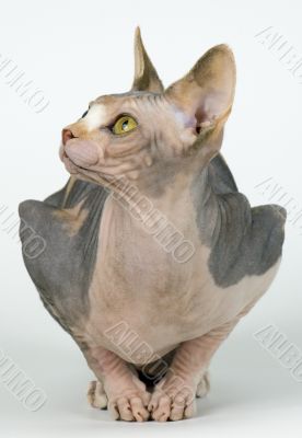 The Canadian sphynx