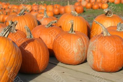 Pumpkins and Gourds