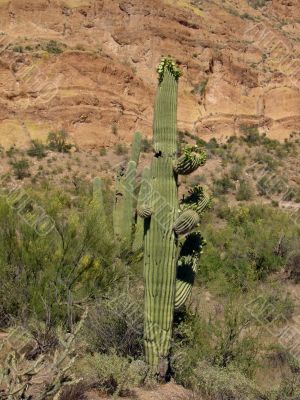 Cactus in Arizona Desert