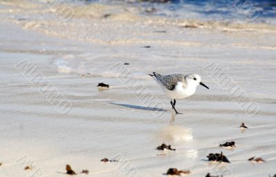 little gull