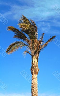 palm tree