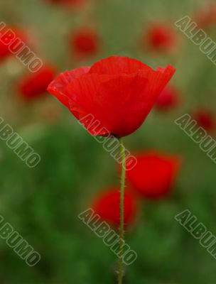 Red Poppies