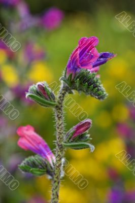 Wild flowers