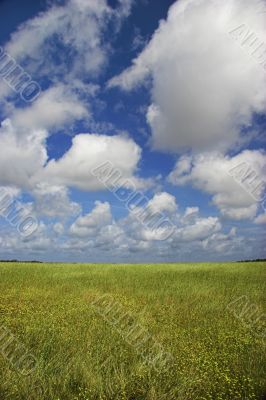 Green meadow