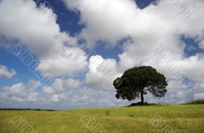 Green meadow