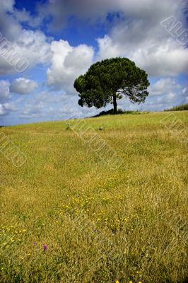 Green meadow with a tree