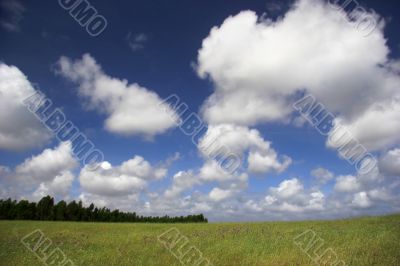 Green meadow