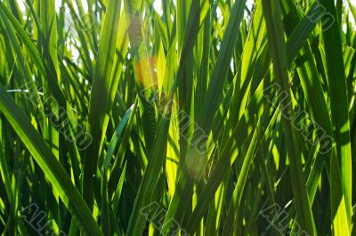 A close up of green grass