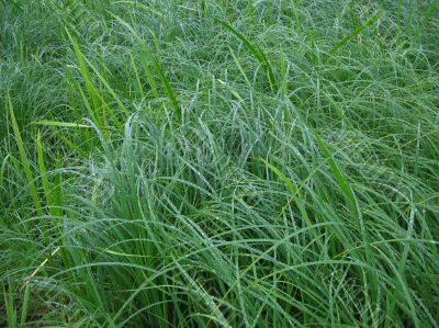 A close up of green grass