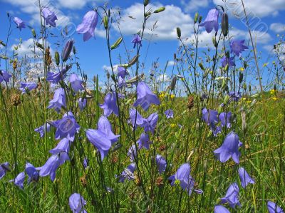 Wild flowers