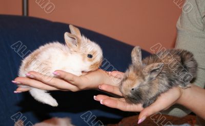 sweet bunnies