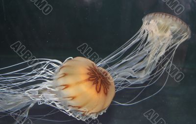 Jellyfish