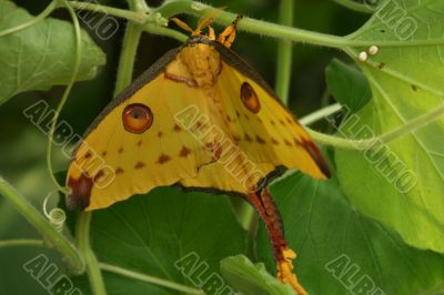 garden butterfly