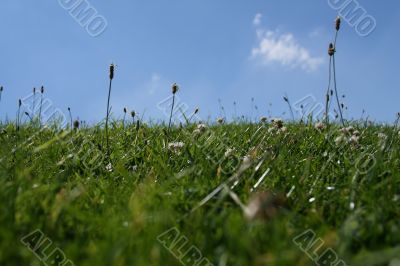 grass field