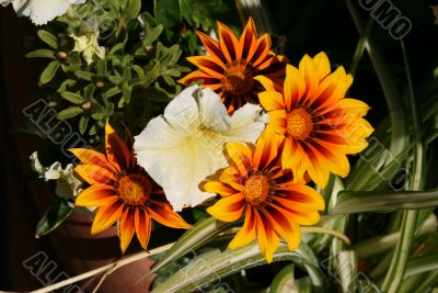 orange and white flowers