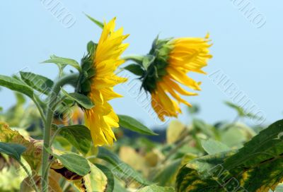 sunflowers