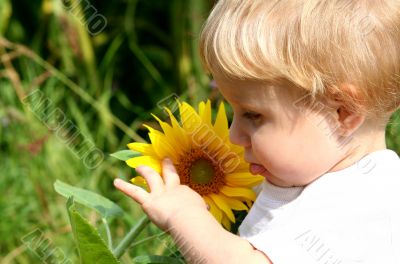 sunflower