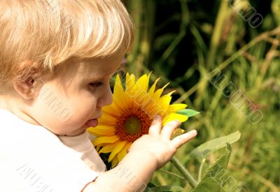 sunflower