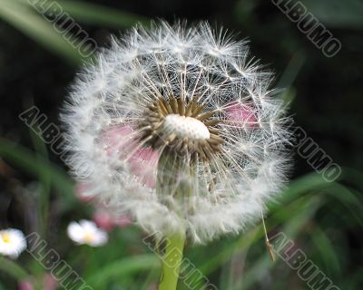 dandelion