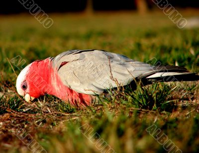 Galah