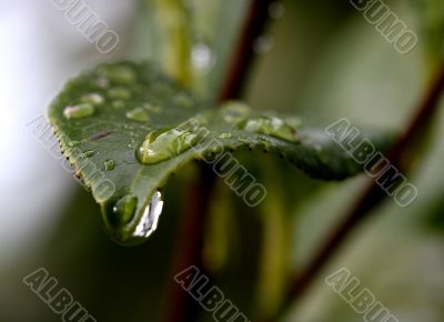 Green Leaf Macro