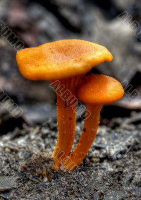 orange mushroom