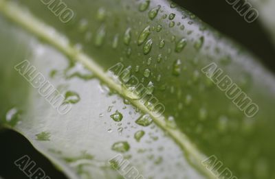 green leaf macro