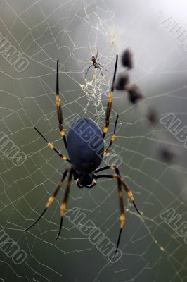 golden orb spider