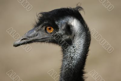 wild emu