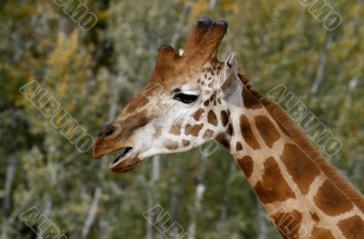 giraffe