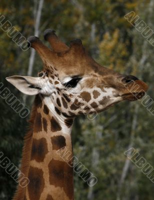 giraffe