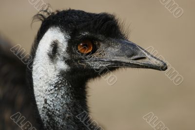 wild emu