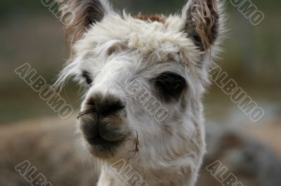 lama in a zoo