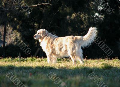 dog running