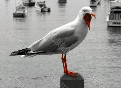 seagull