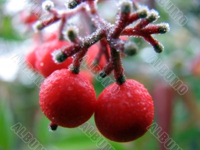 frozen fruit