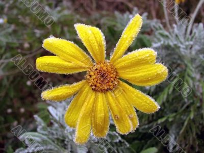 frozen flower