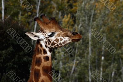 giraffe