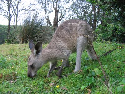 kangaroos