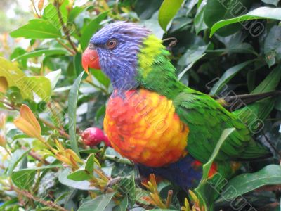 Rainbow lorikeet