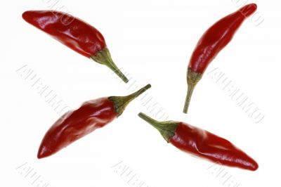 HOT Chilli