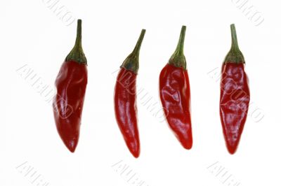 HOT Chilli