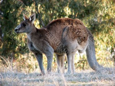 Kangaroo