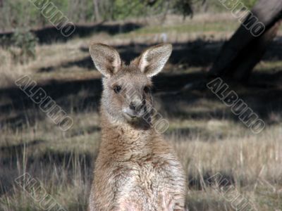 Kangaroo