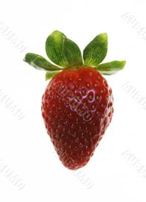 strawberry isolated on white background