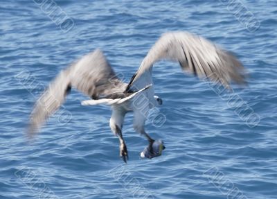 australian sea eagle catches fish with talons