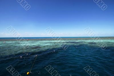 snorkeling at the great barrier reef