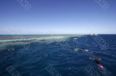 snorkeling at the great barrier reef